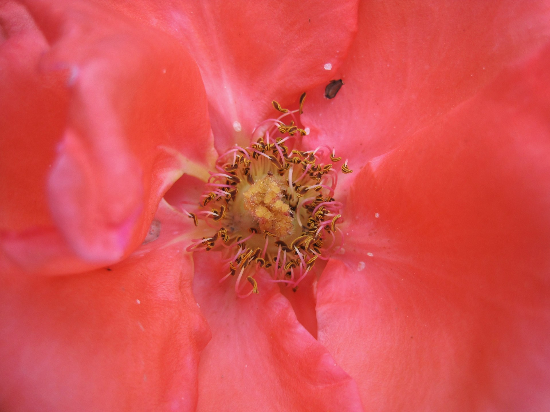 flower rose centre free photo