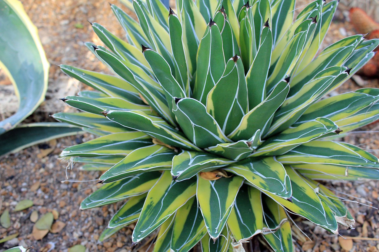 century plant desert plant free photo