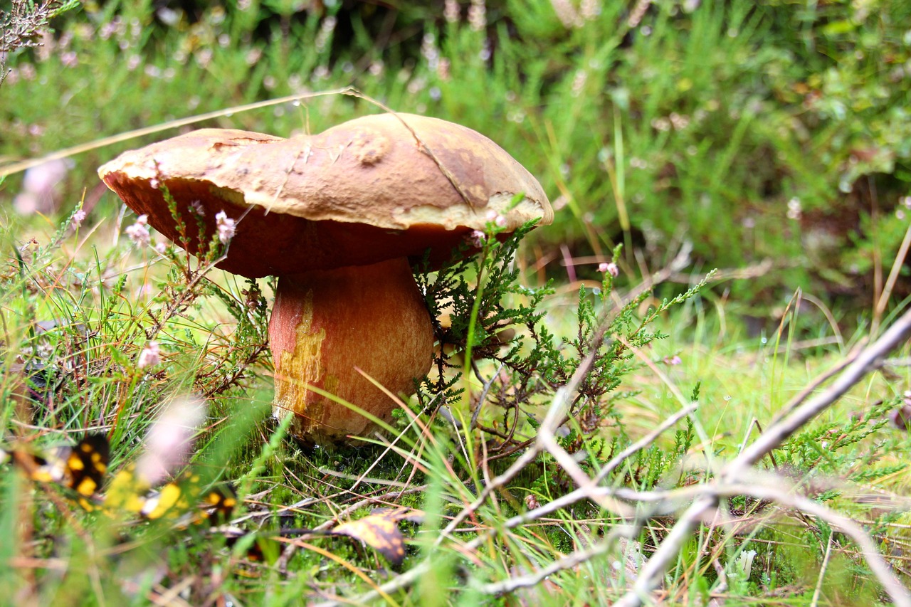 cep forest autumn free photo