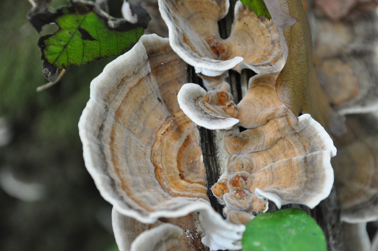 cep collection wood free photo