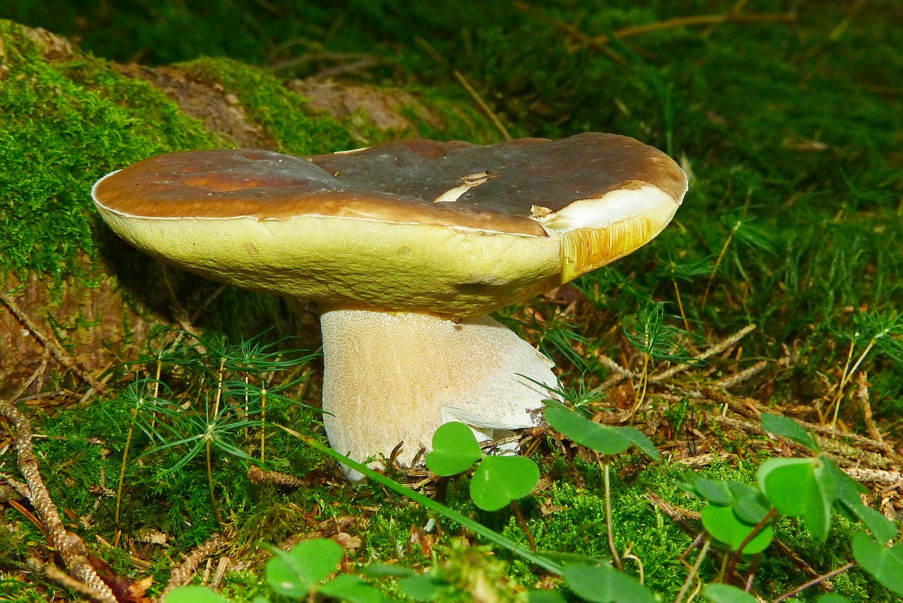 cep mushroom summer steinpilz free photo