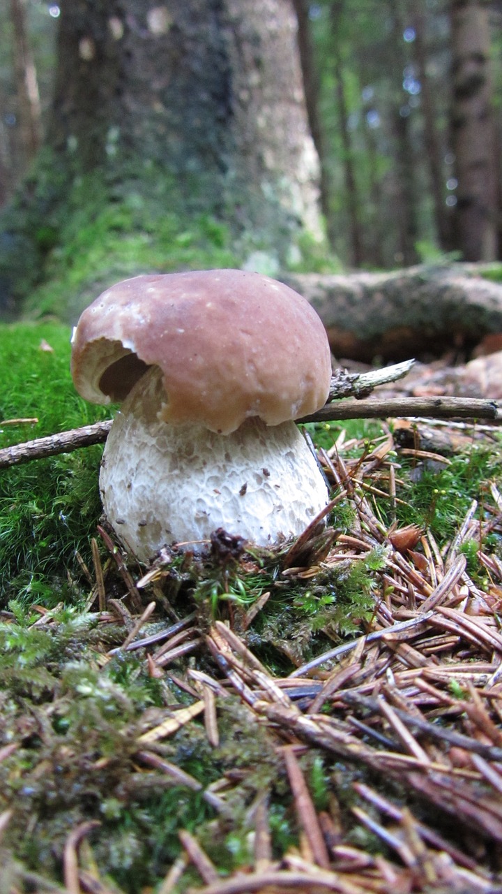 cep pine mushroom eduis boletus free photo