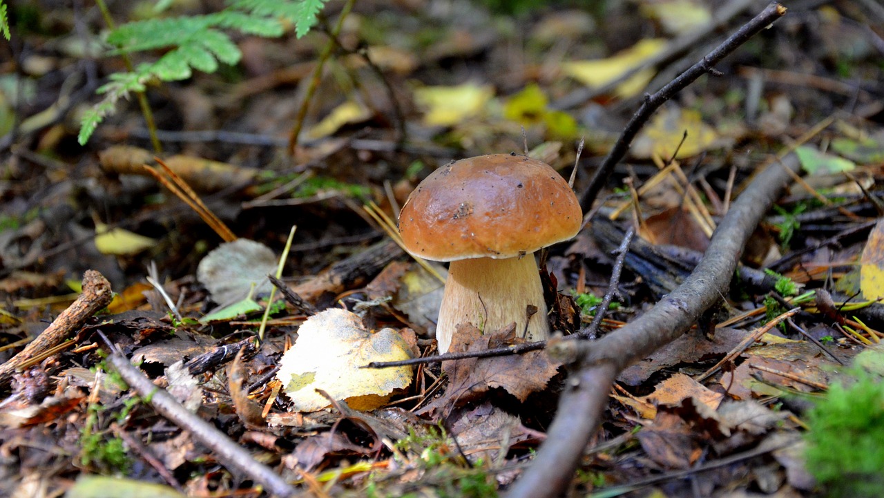 cep forest autumn free photo