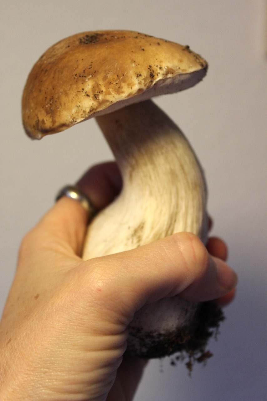cep forest mushroom edible free photo