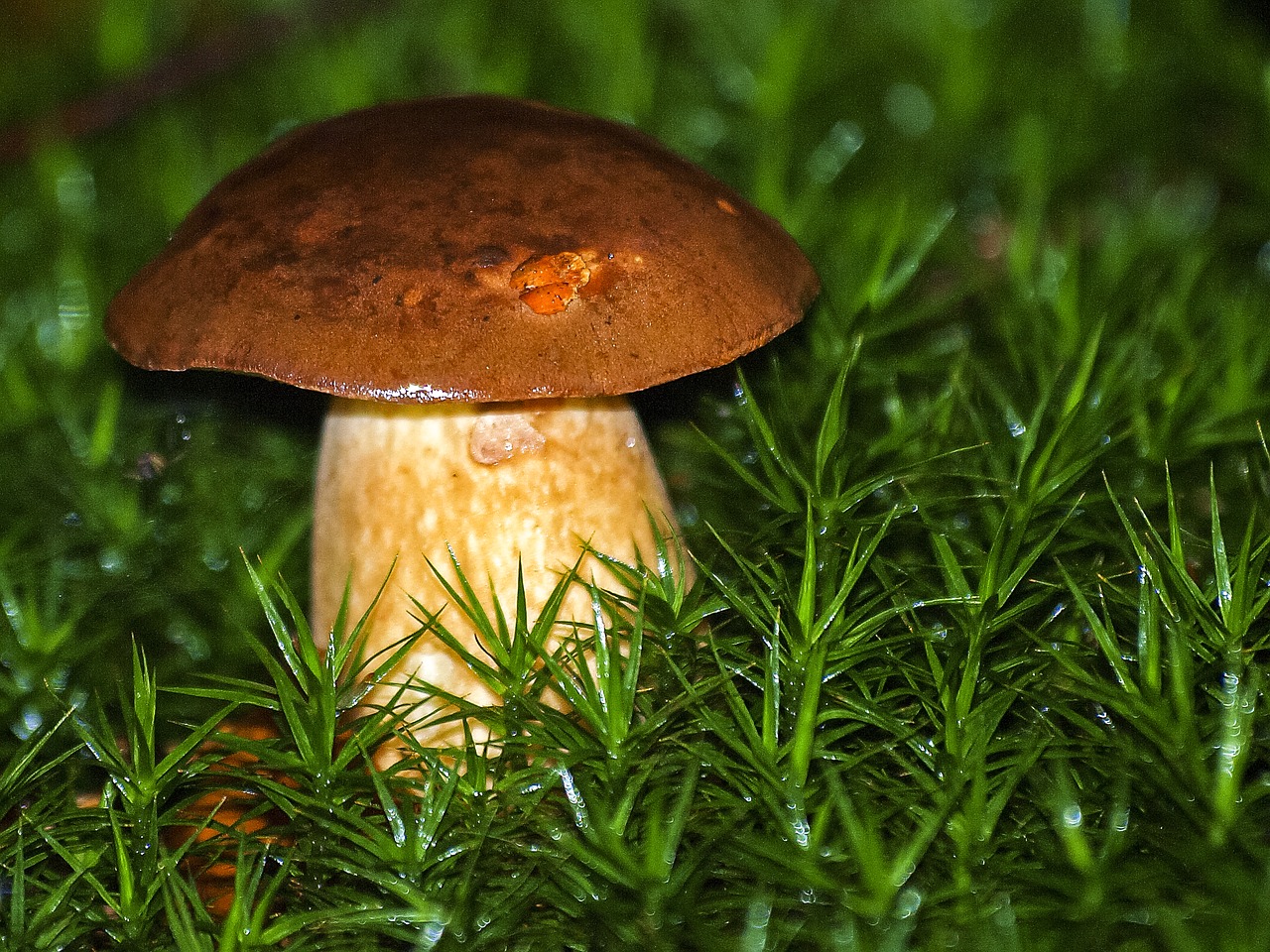 cep mushroom forest free photo