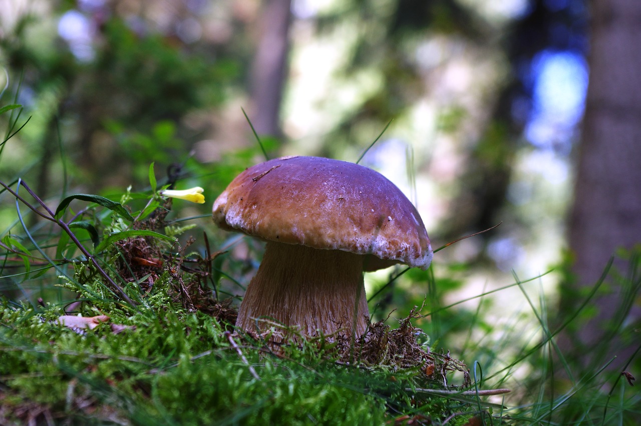 cep mushroom forest floor free photo