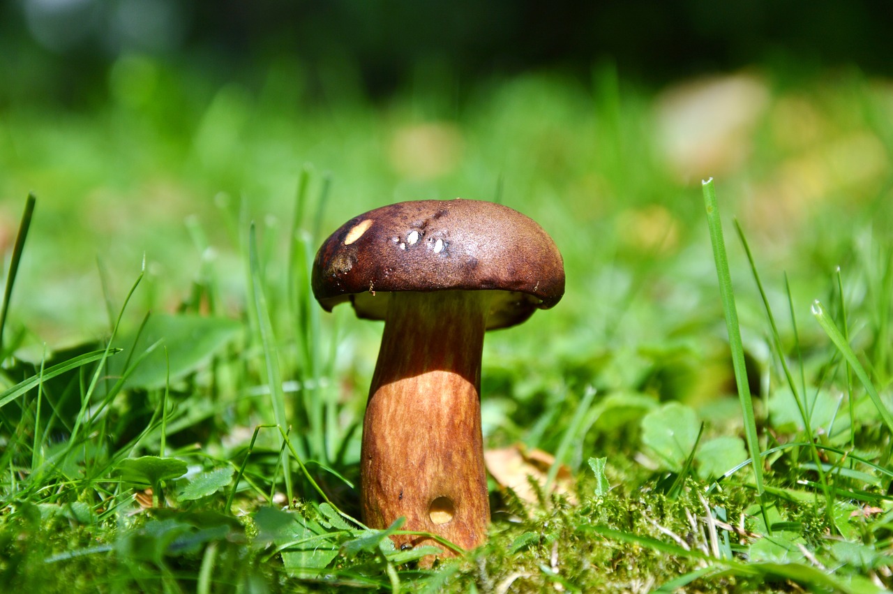 cep mushroom tube mushroom free photo