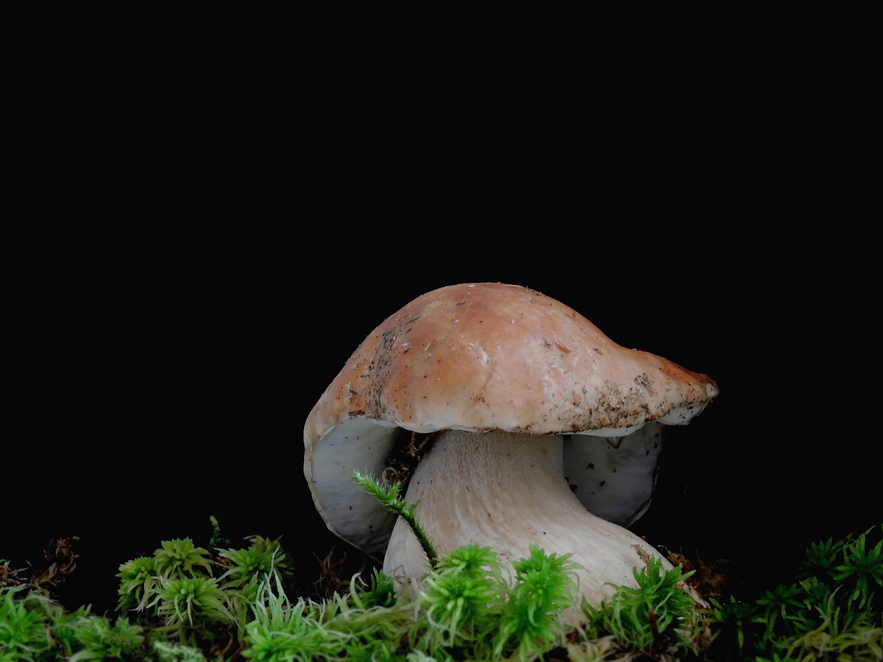 cep mushroom dickröhrling free photo
