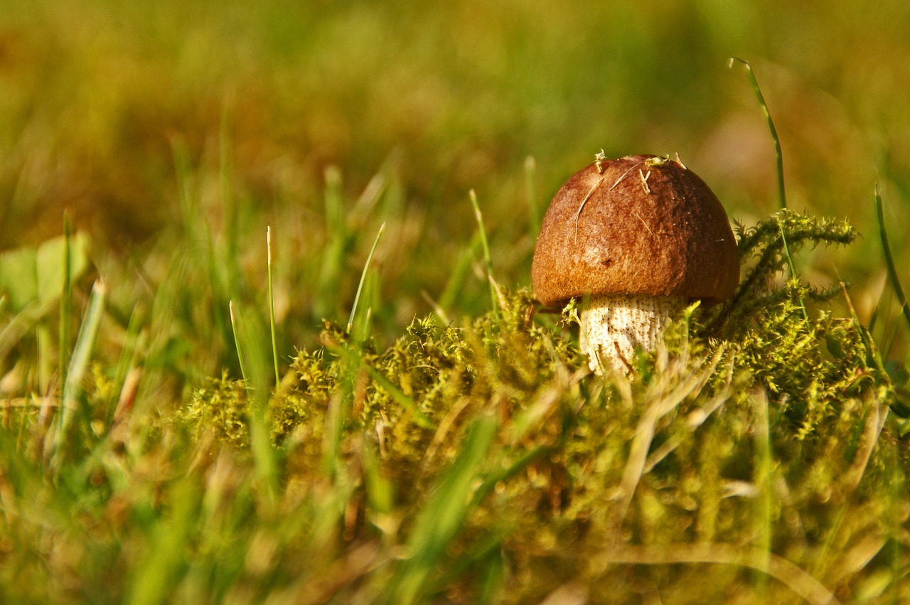 cep mushroom chestnut free photo