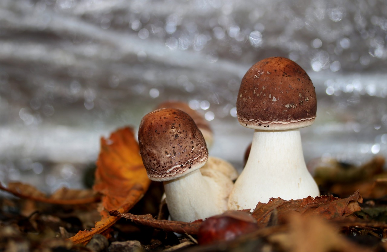 cep mushroom autumn mushroom free photo