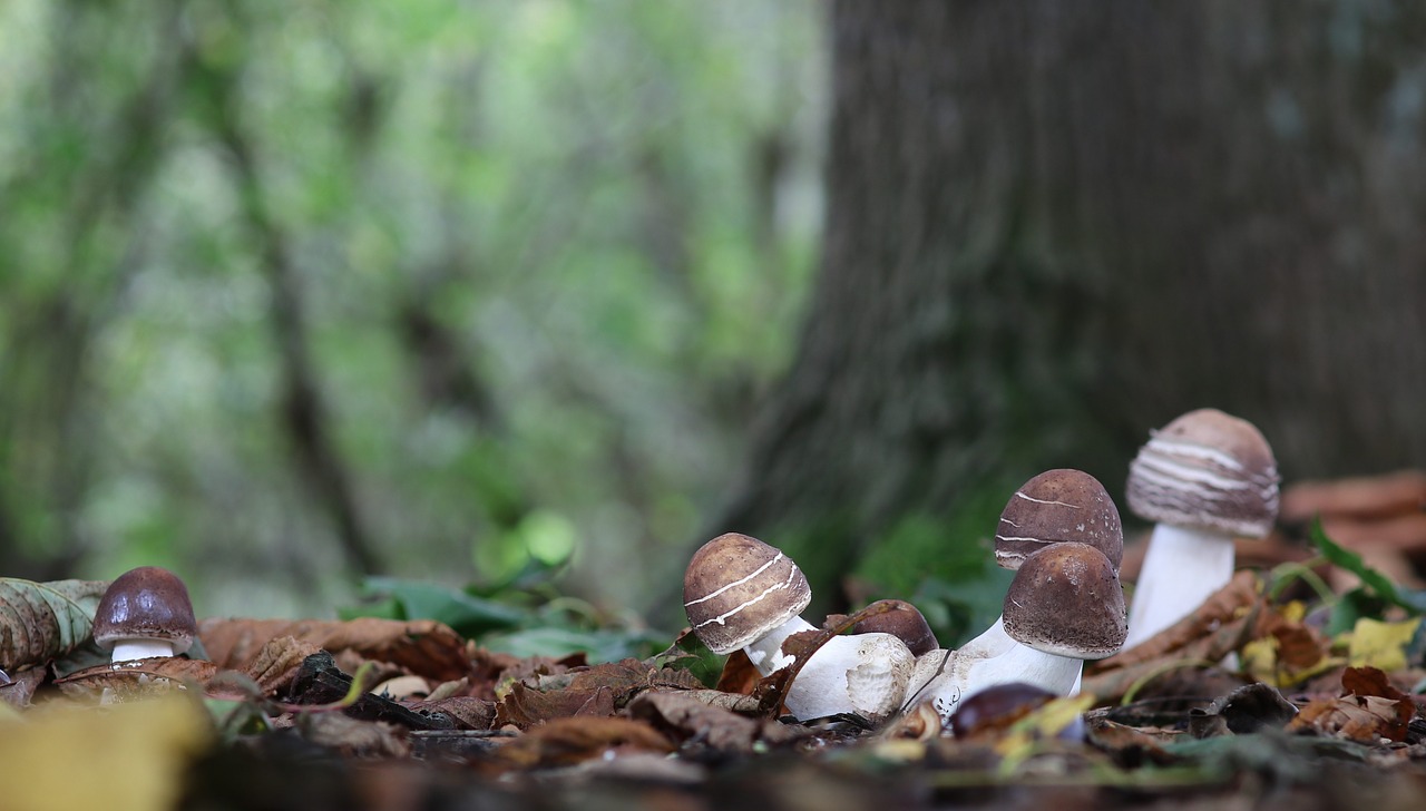 cep mushroom autumn mushroom free photo