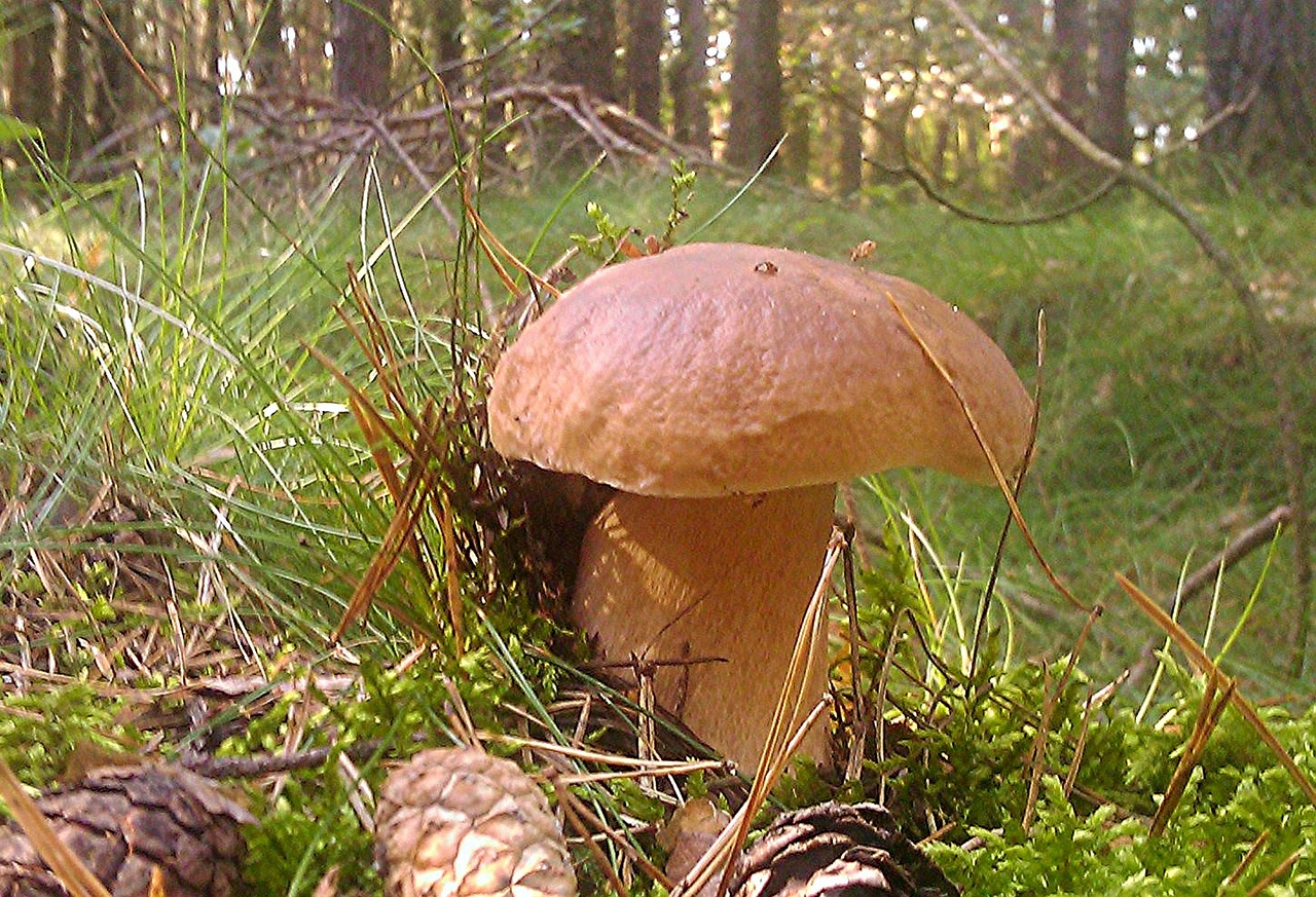 cep mushroom moss free photo