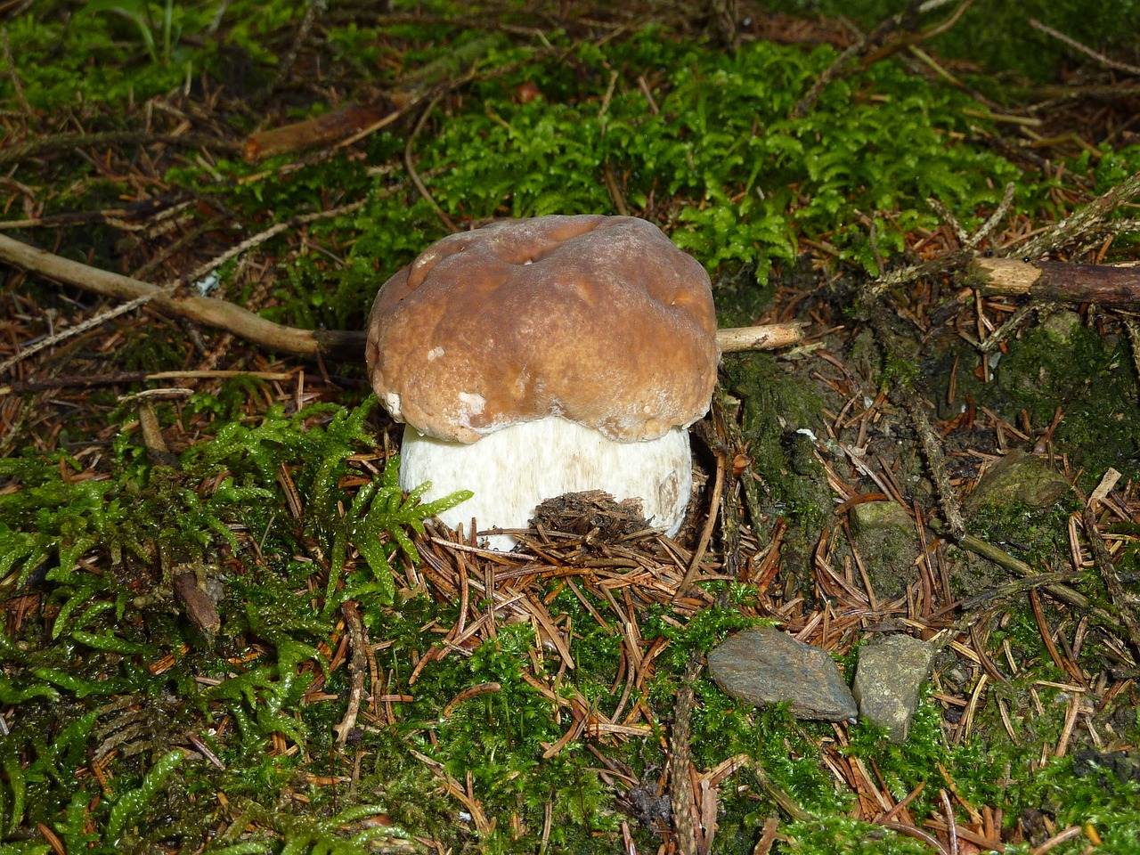 cep herrenpilz mushroom free photo