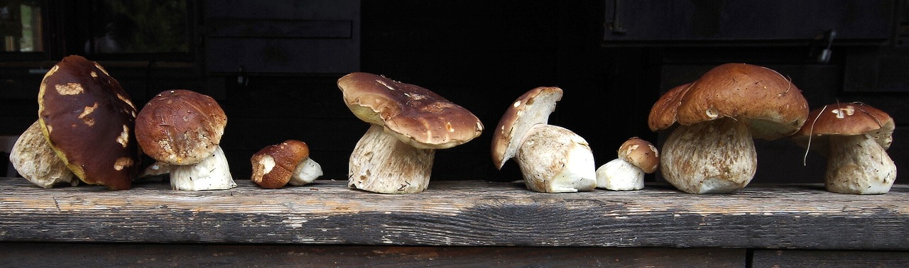 cep herrenpilz mushroom free photo