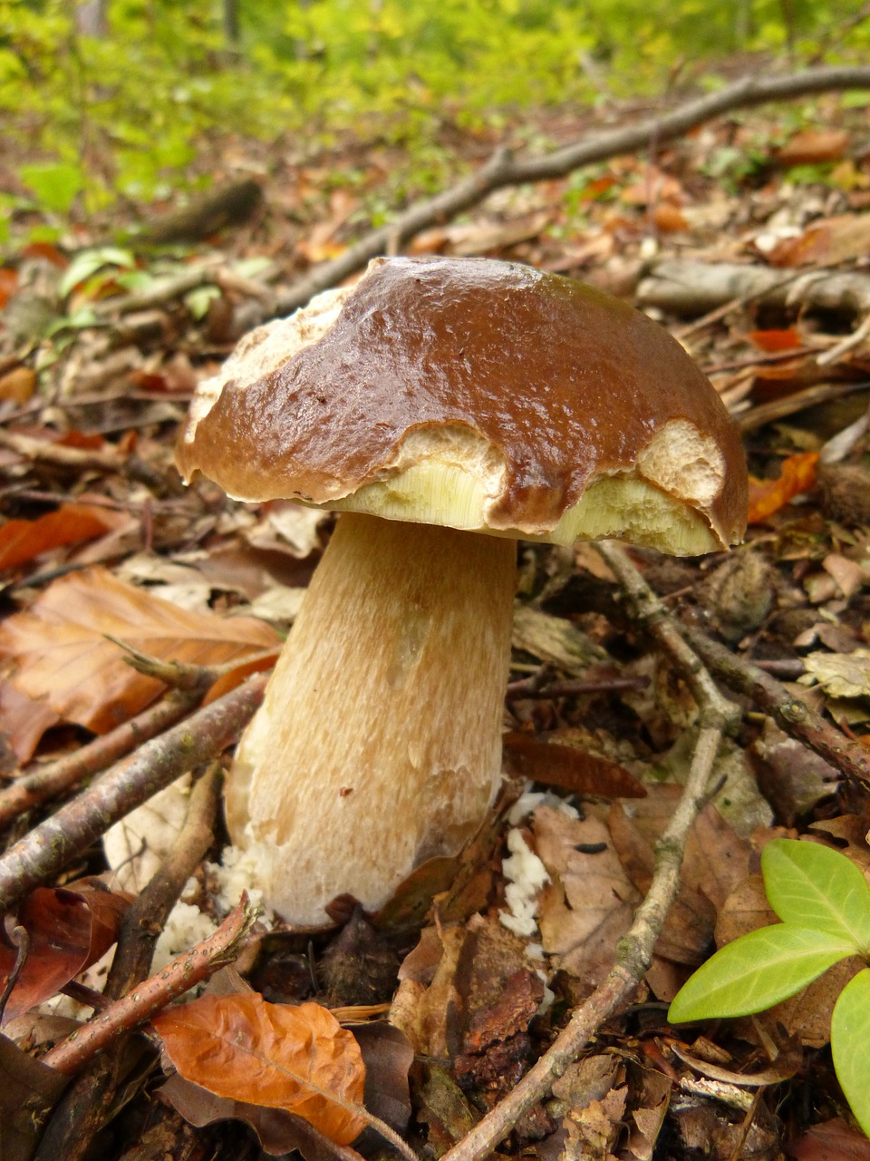 cep edible forest free photo
