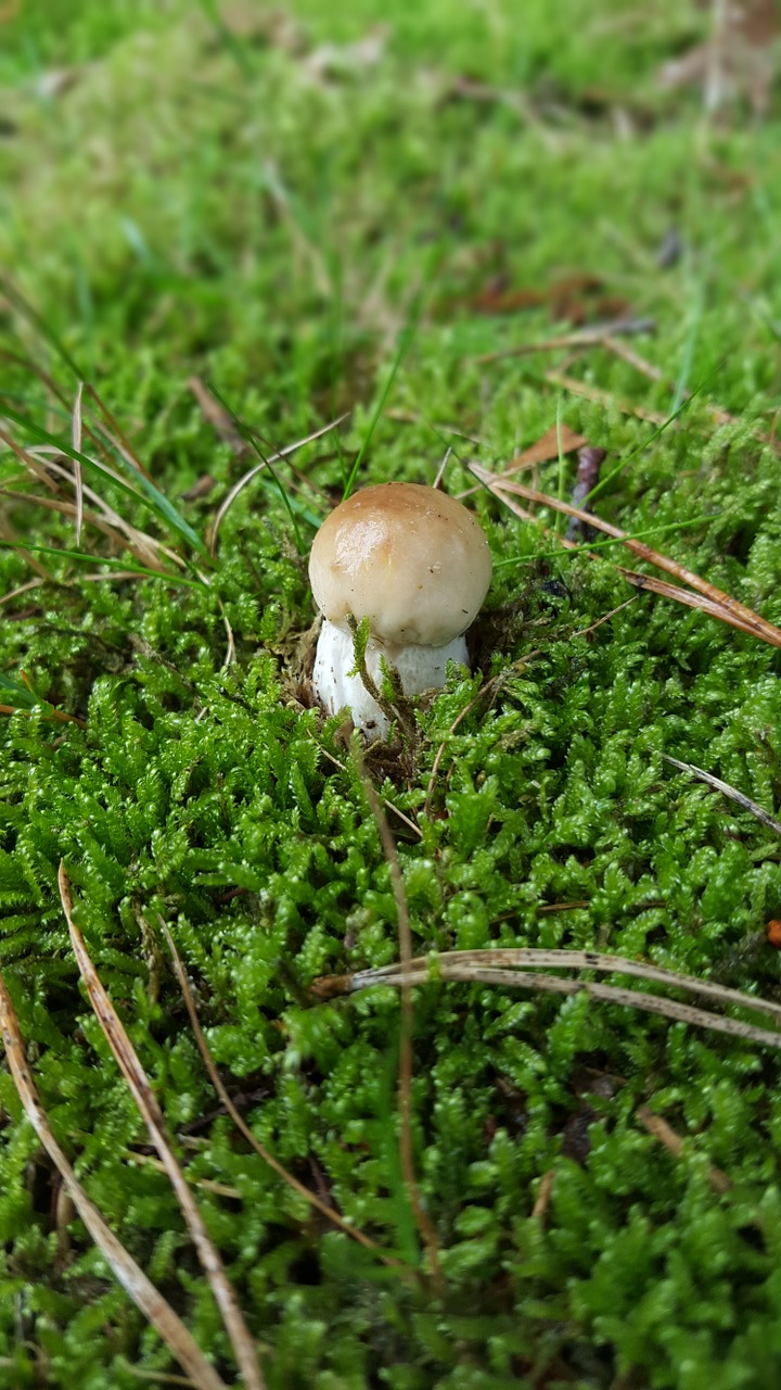 cep forest forest floor free photo