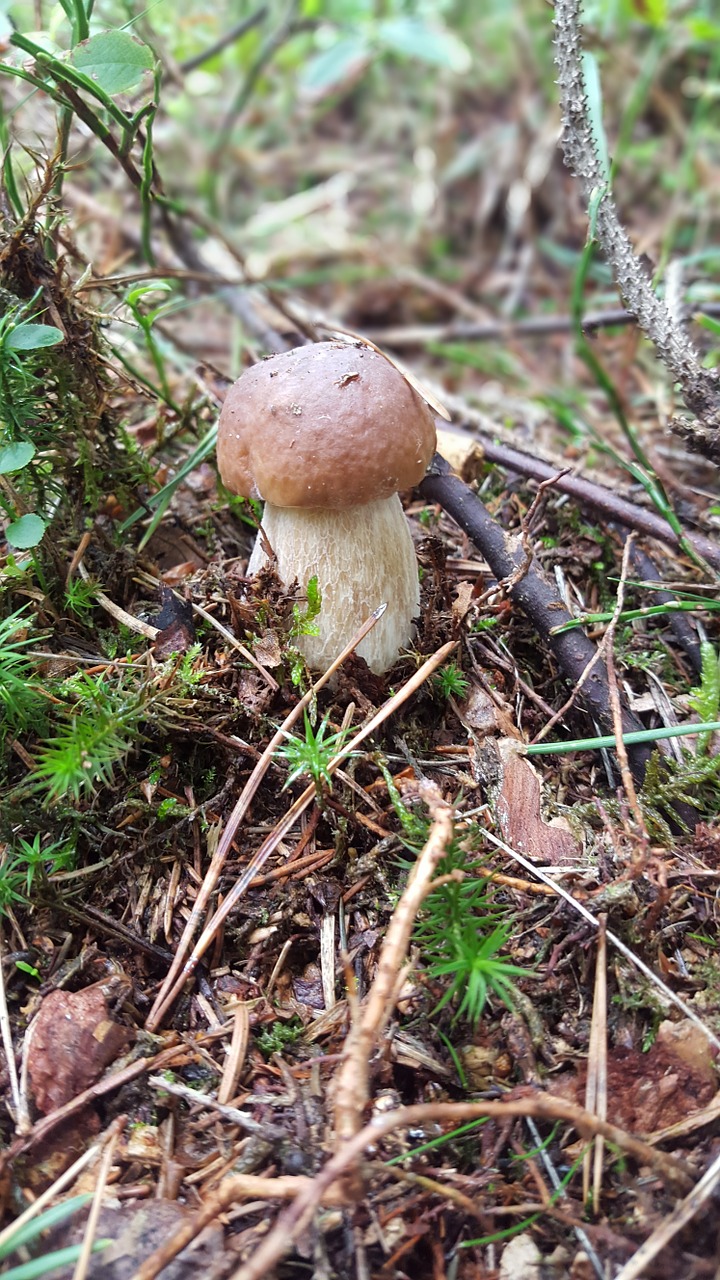 cep forest forest floor free photo