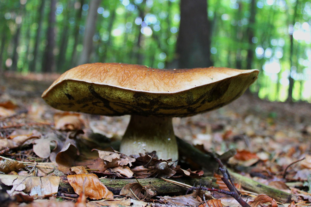 cep forest floor mushroom free photo