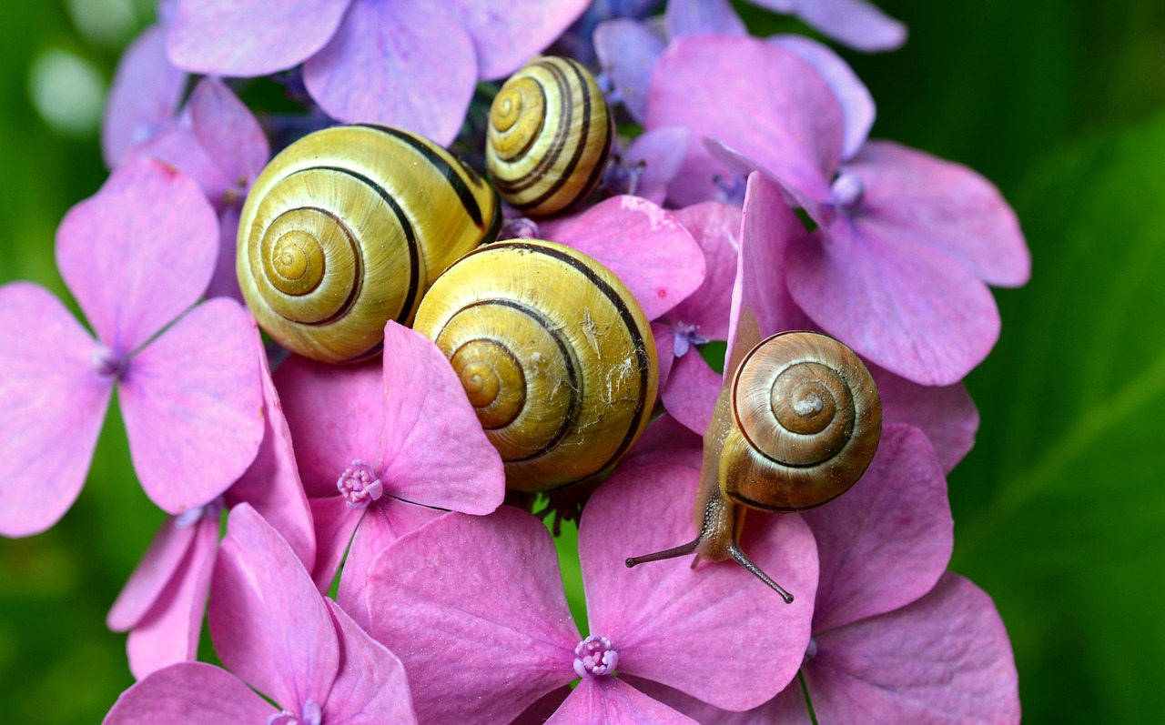 cepaea snails snails hydrangeas free photo