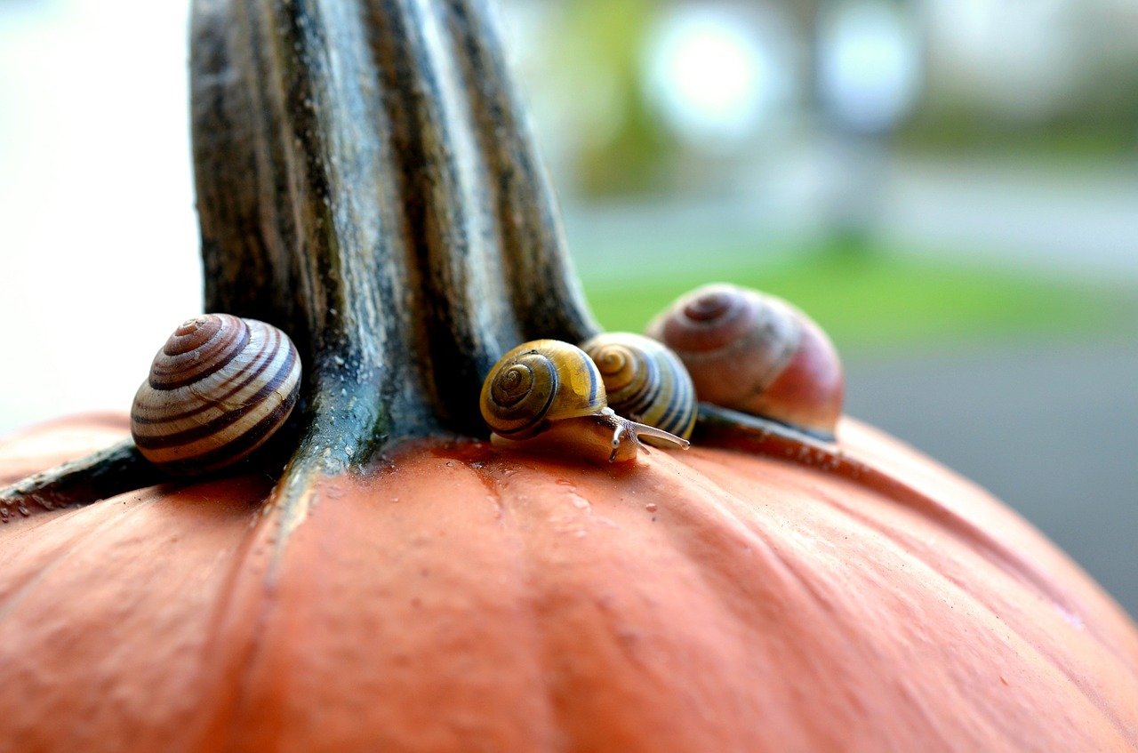 cepaea snails snails pumpkin free photo