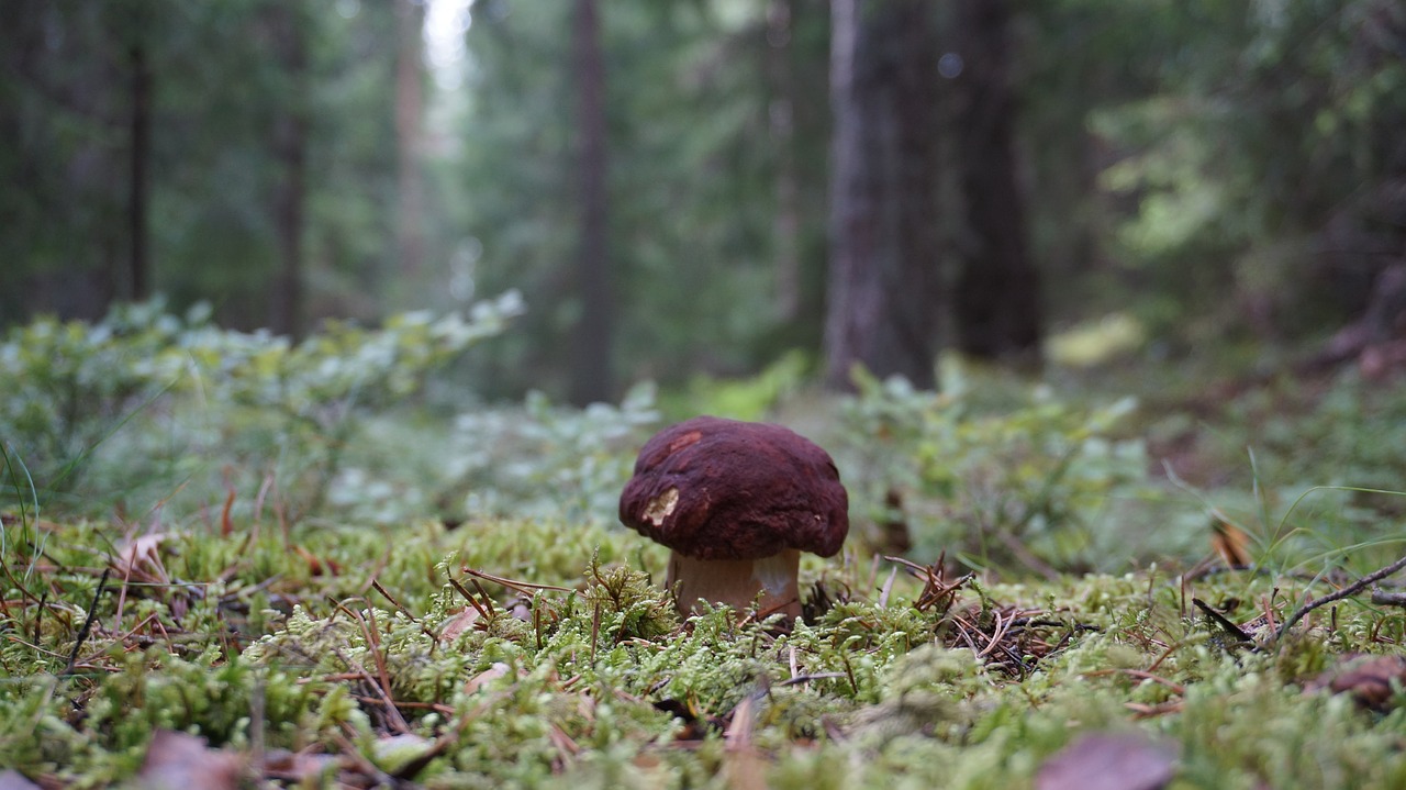 ceps porcini maroon ceps free photo