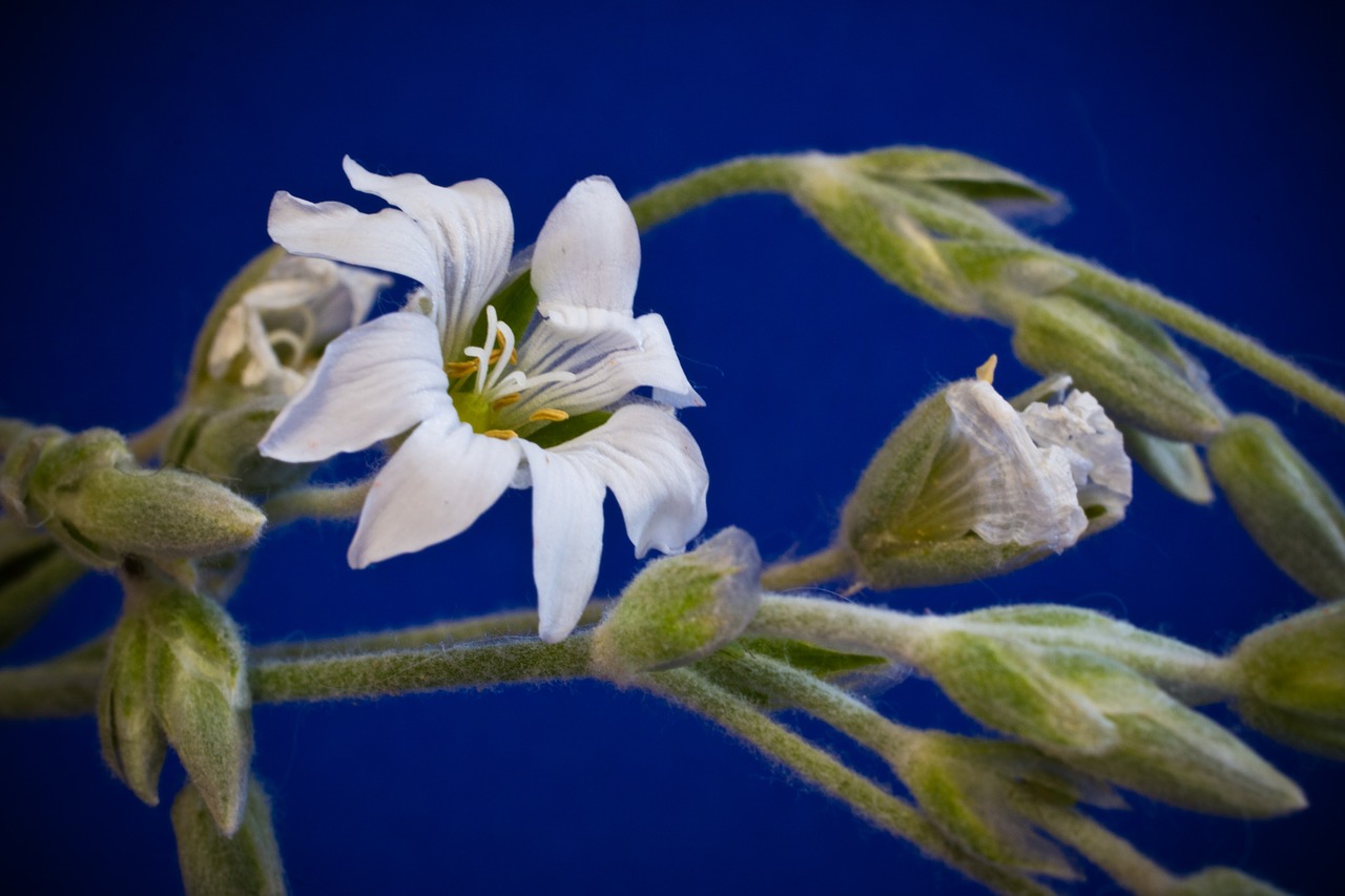 cerastium tomentosum small flowers white free photo