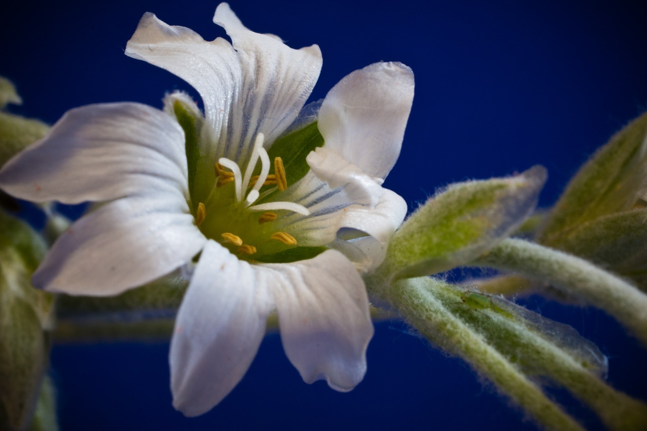 cerastium tomentosum small flowers white free photo