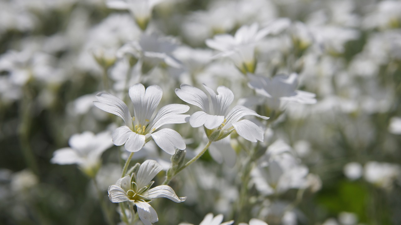 cerastium tomentosum  white  white flowers free photo