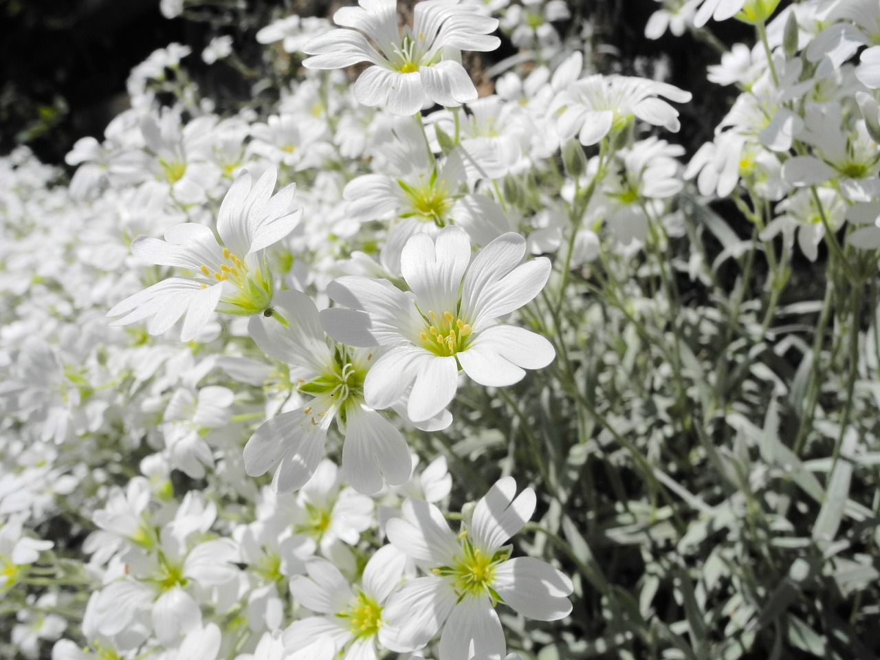 cerastium tomentosum flower blossom free photo