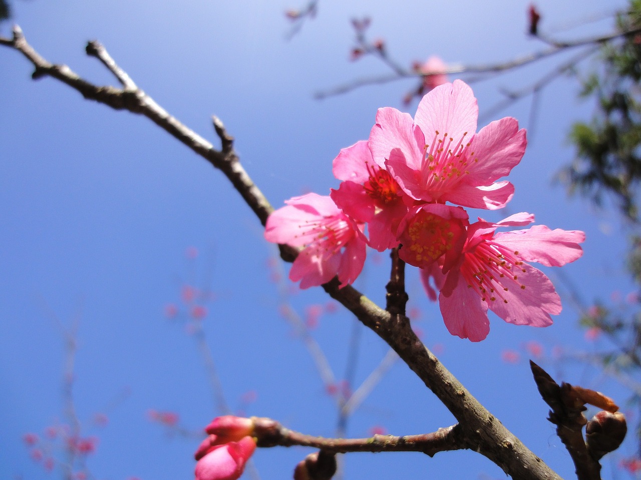 cerasus campanulata blue sky red flowers free photo