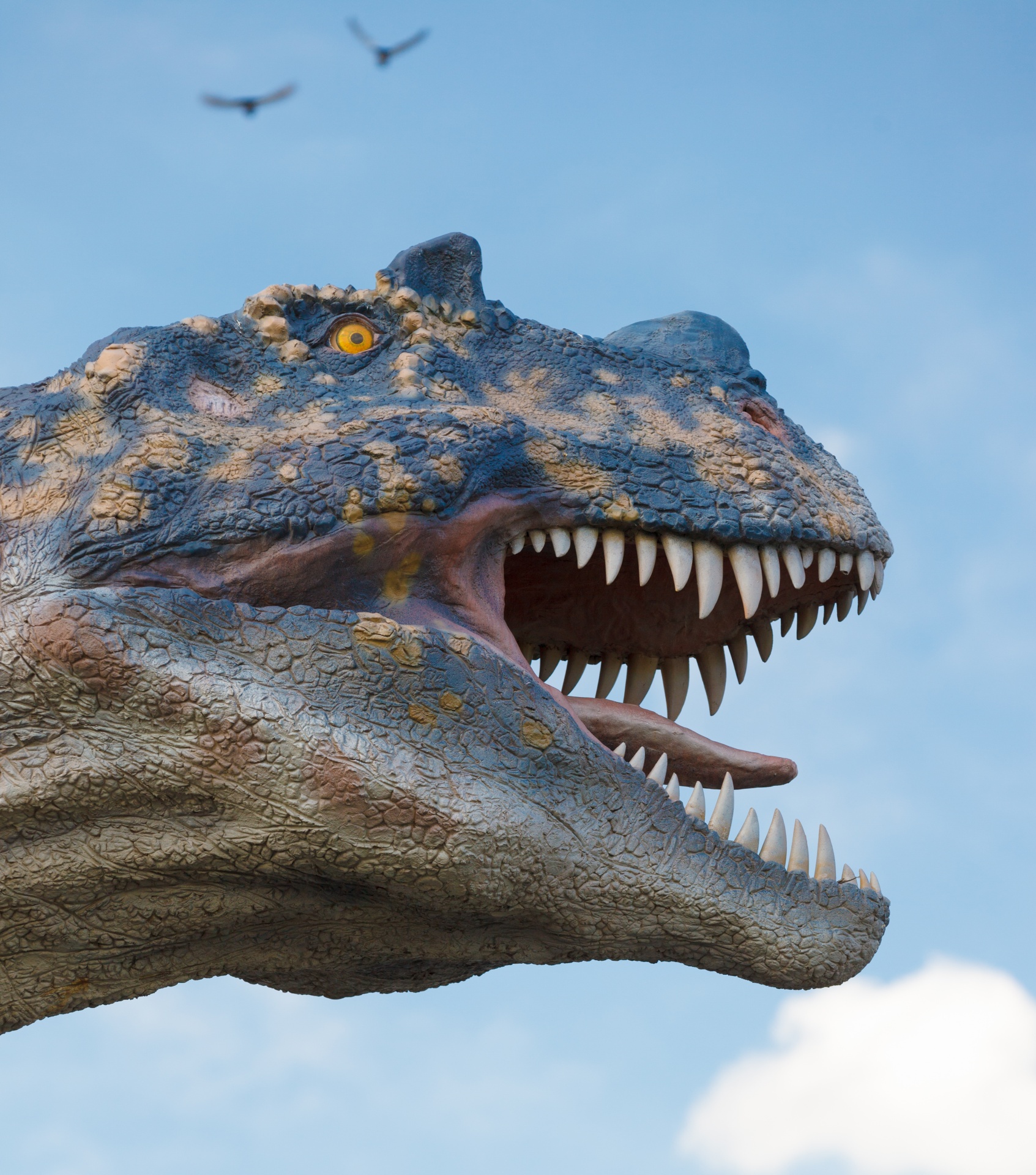 animal carnivore ceratosaurus free photo