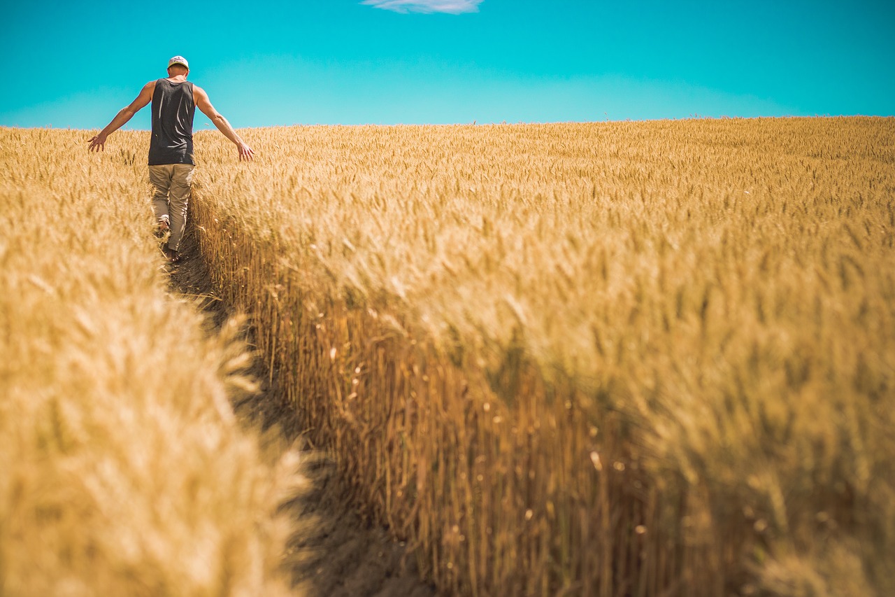 cereal countryside crop free photo