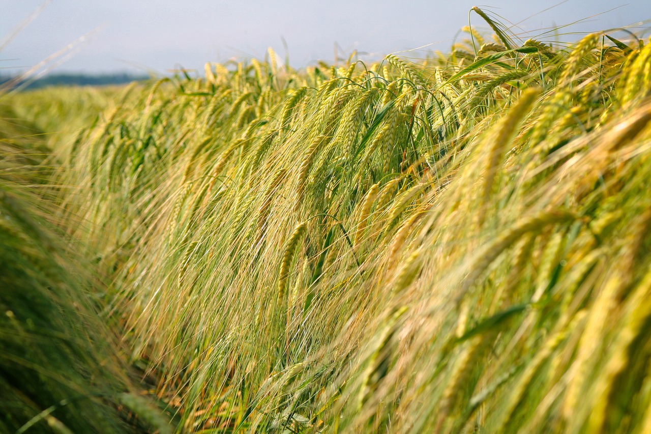 cereal nature crop free photo