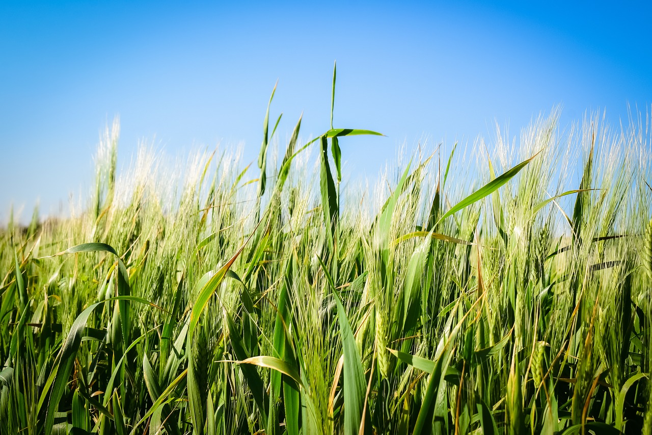 cereal  wheat  field free photo