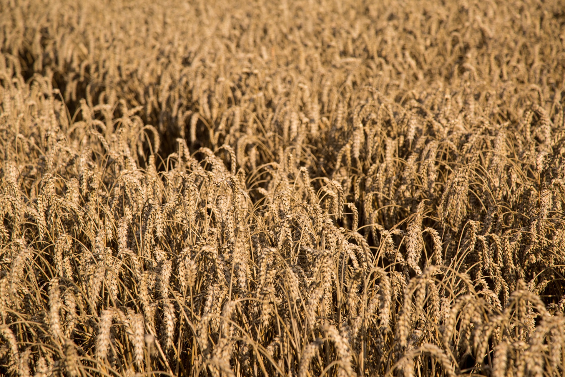 oat field plant free photo