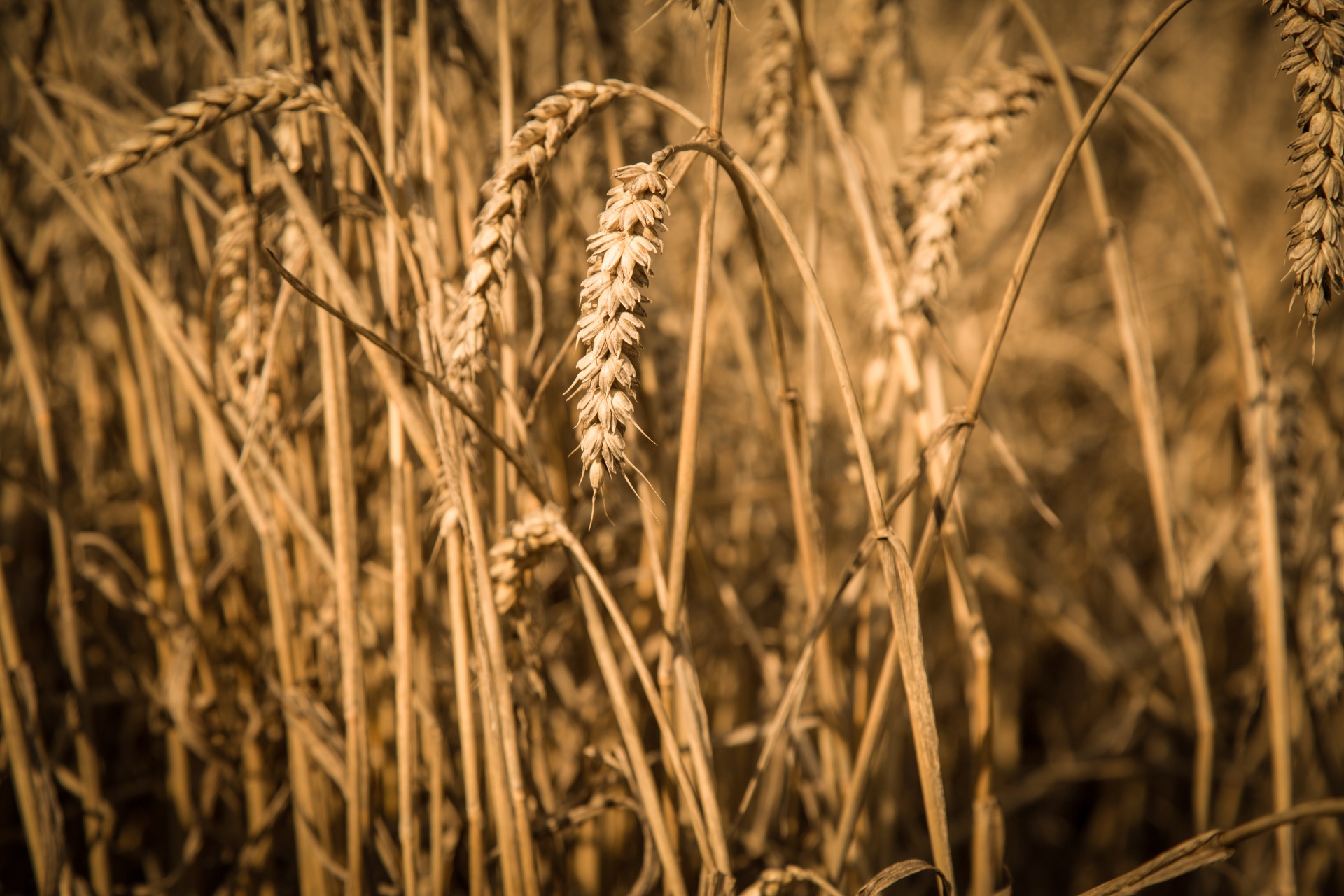 oat field plant free photo