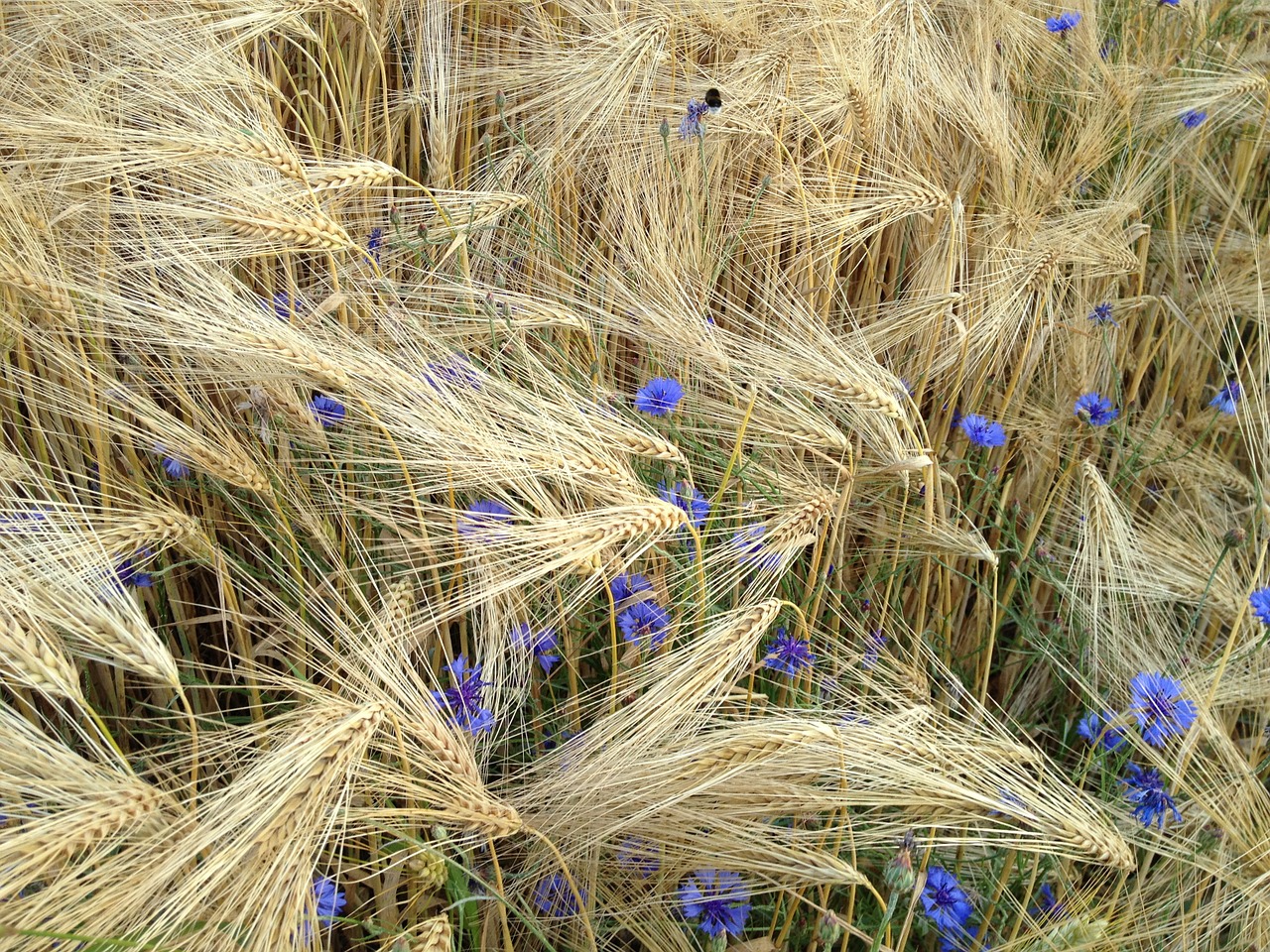 cereals grain meadow free photo