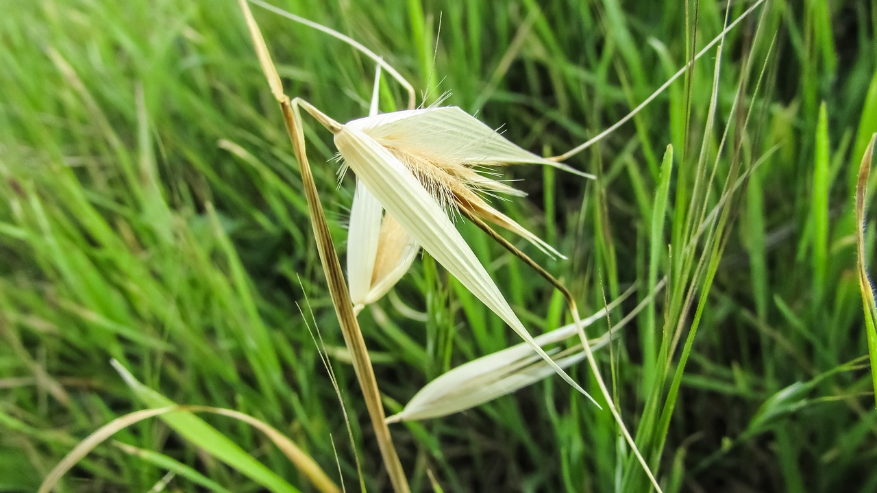 cereals plant nature free photo