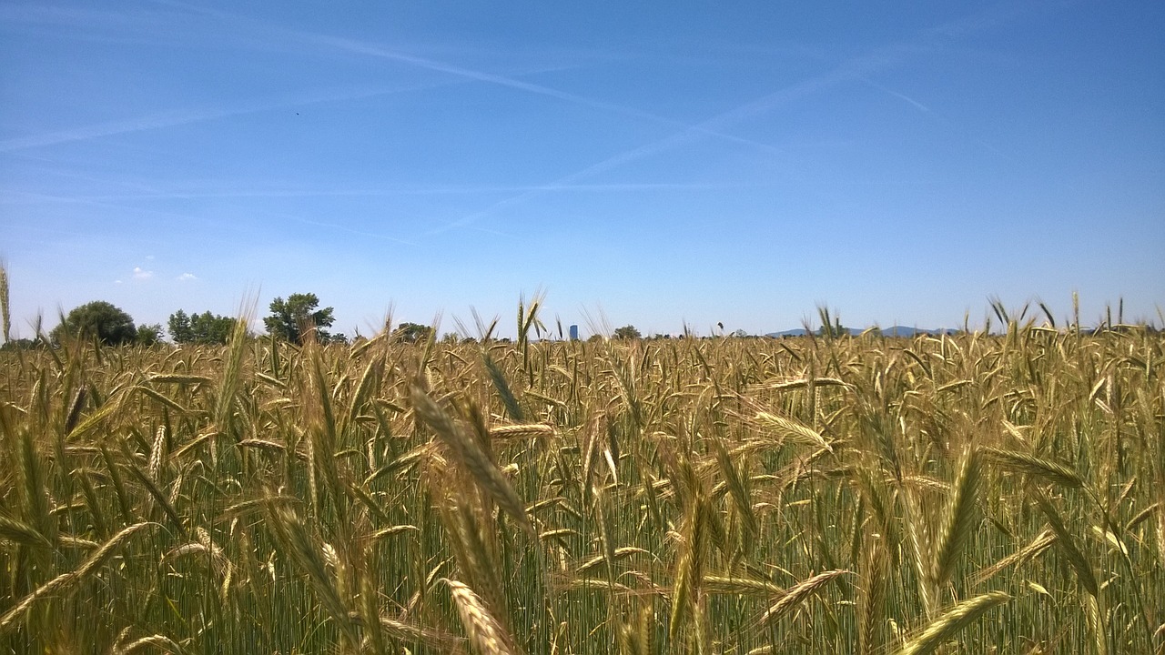 cereals field nature free photo