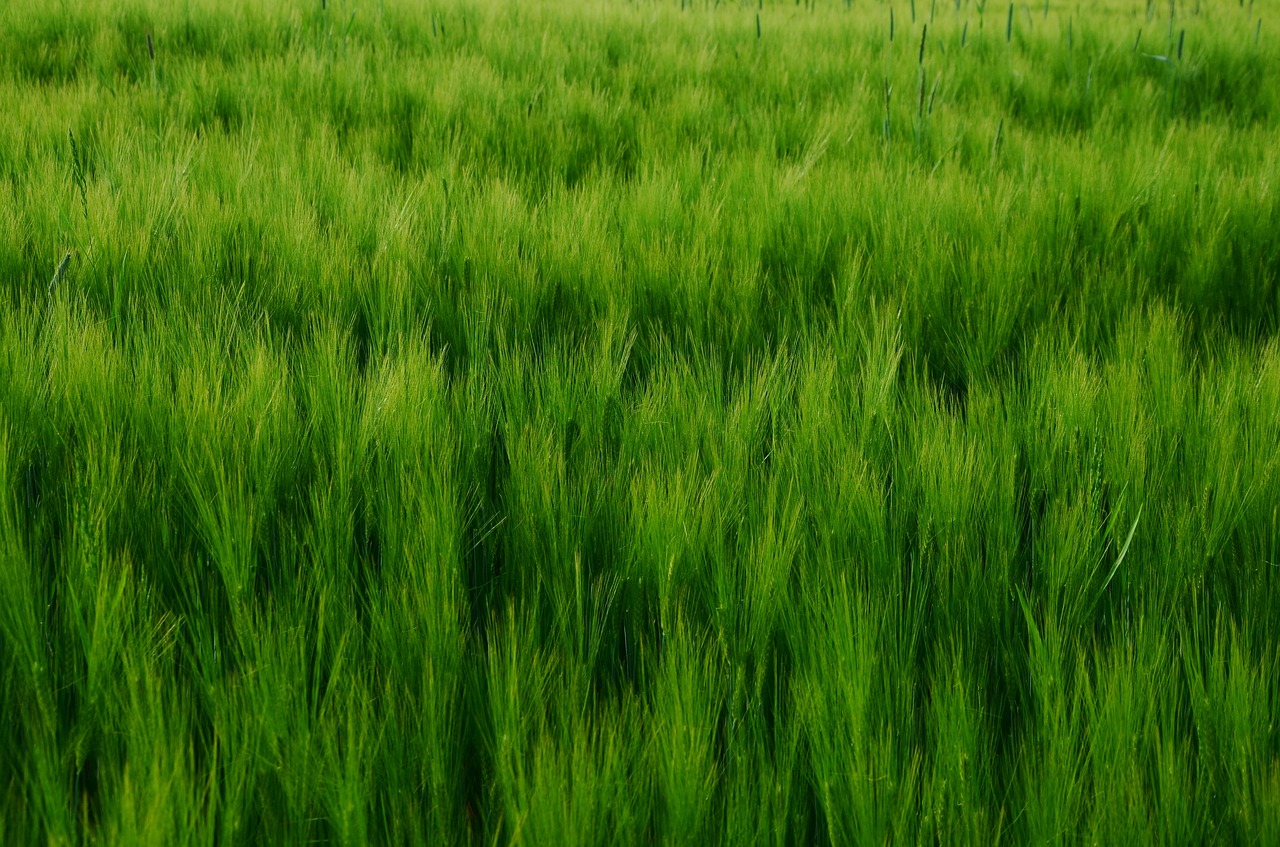 cereals cornfield barley free photo