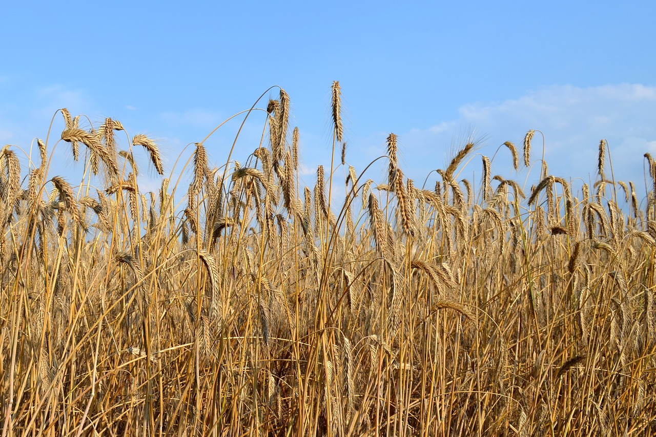 cereals spike summer free photo