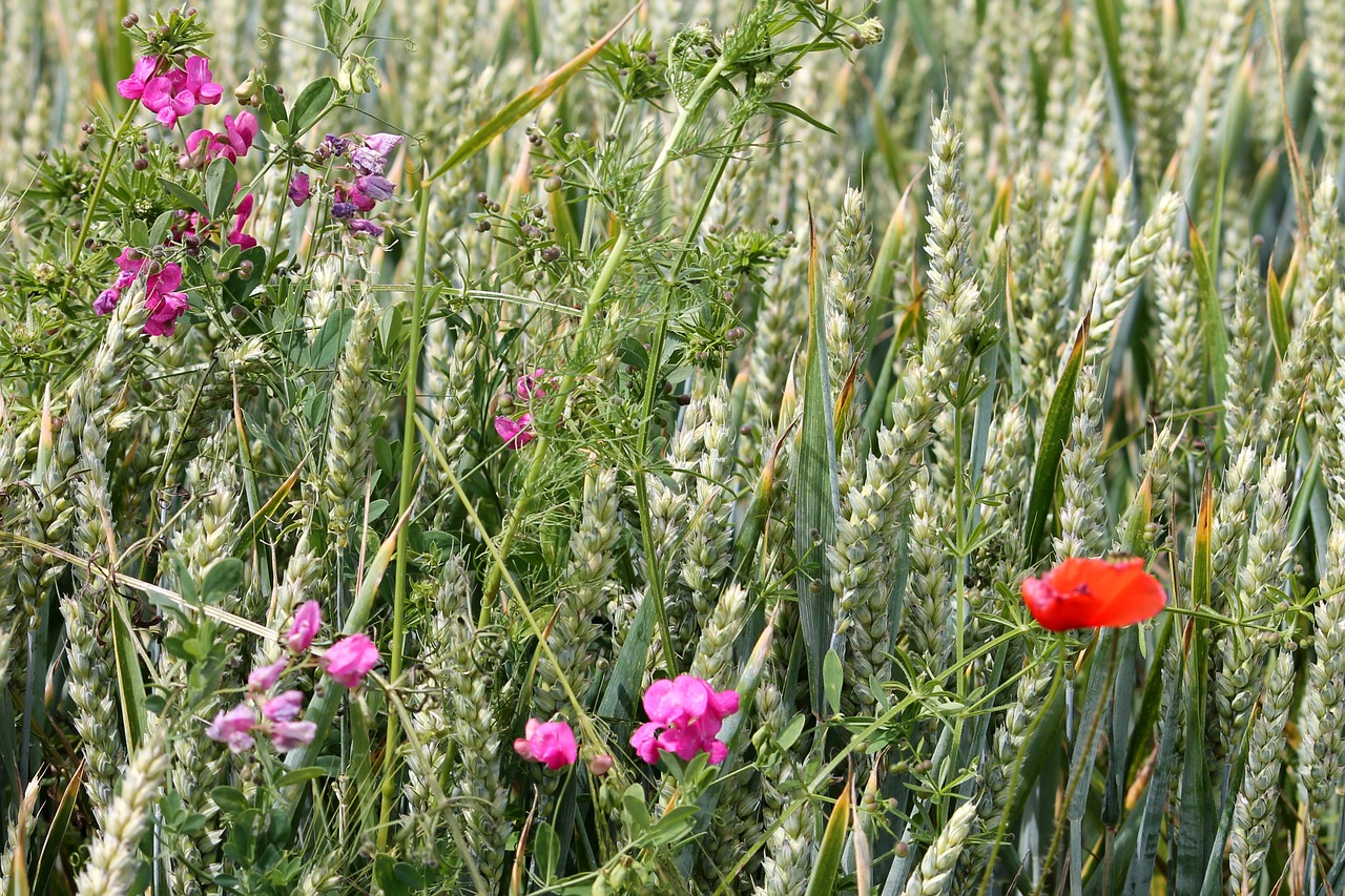 cereals wheat field vetches free photo