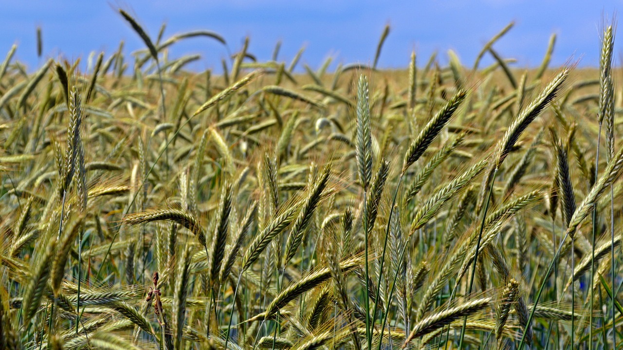 cereals grain field free photo