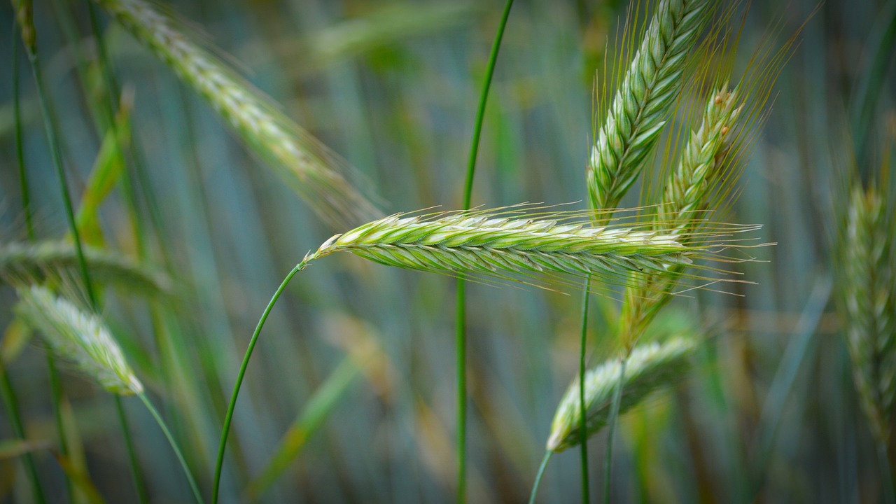 cereals grain close free photo