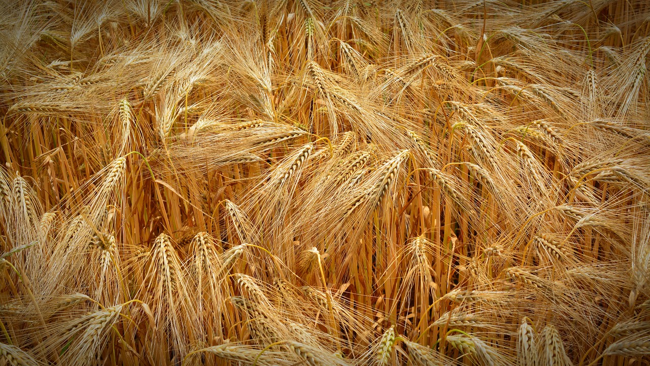 cereals grain field free photo