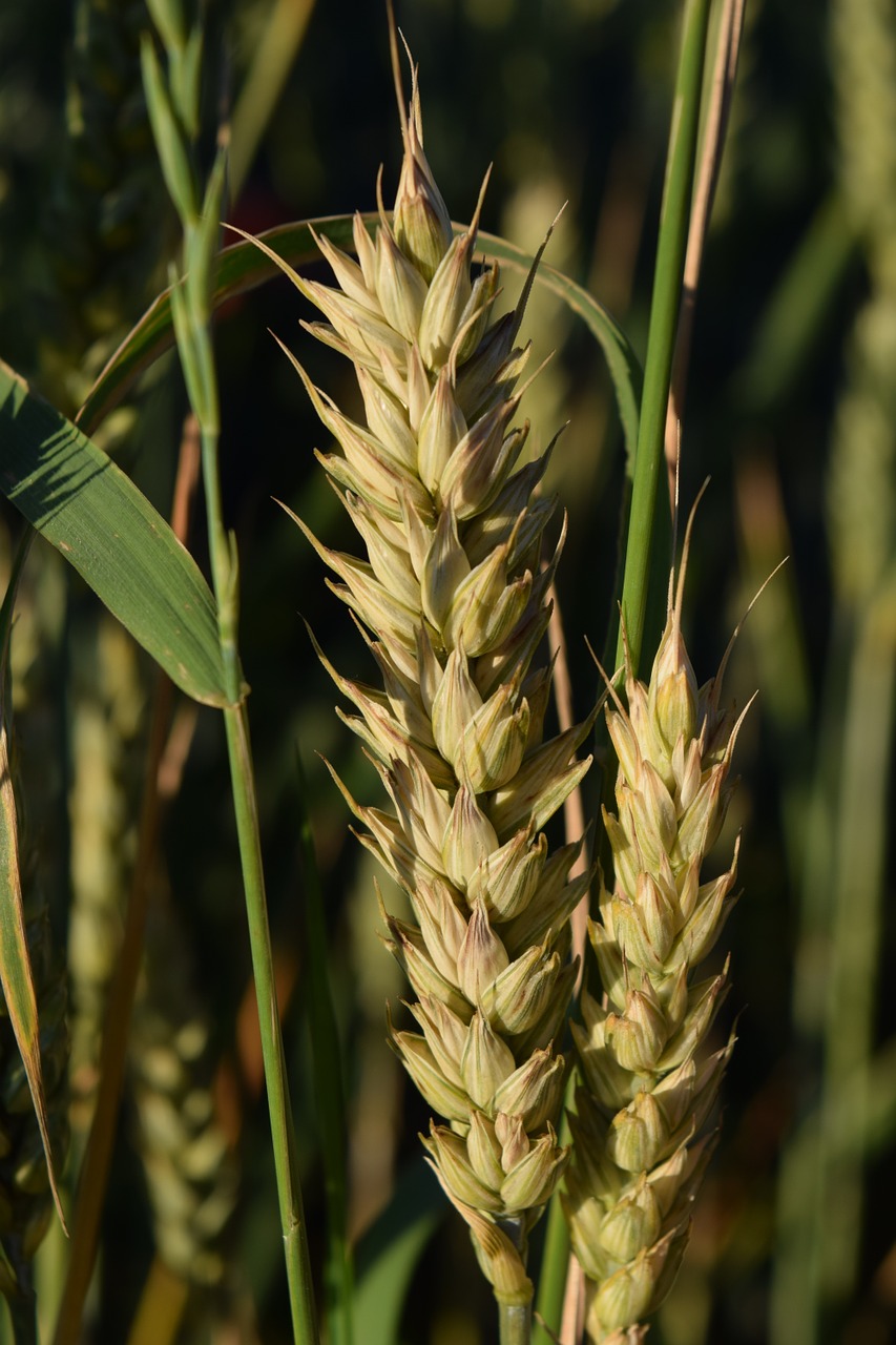 cereals close grain free photo