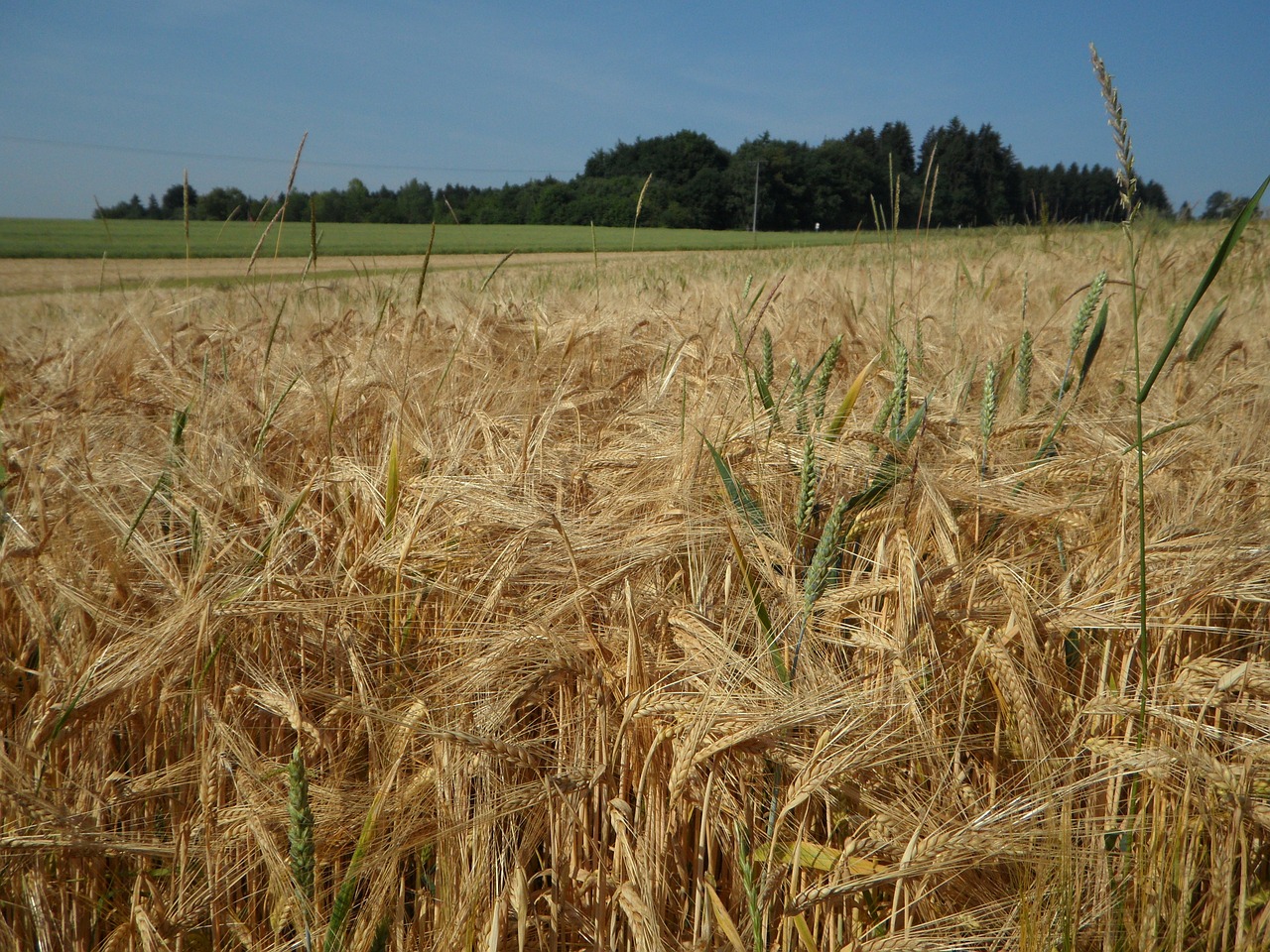 cereals cornfield field free photo