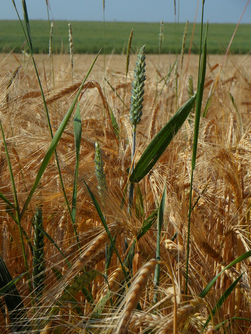 cereals plant grain free photo