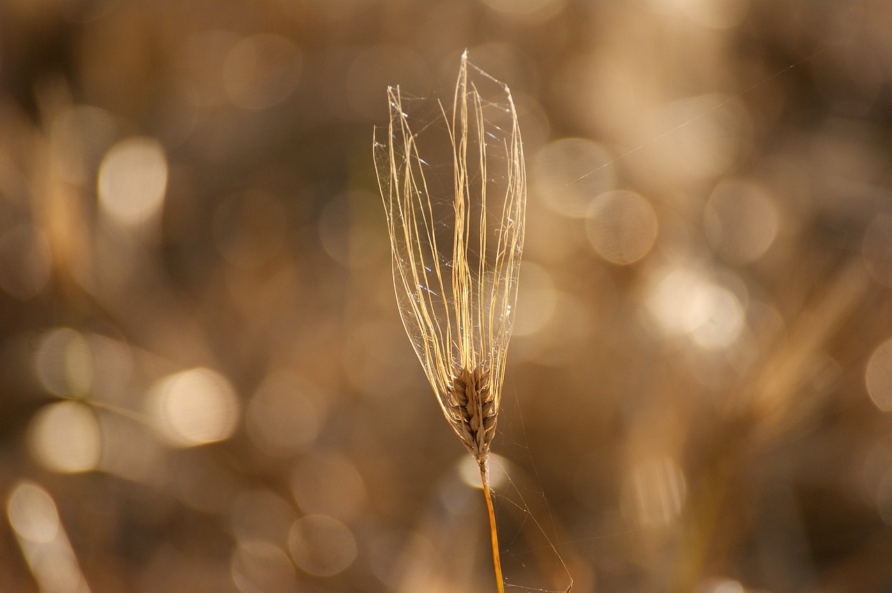 cereals field nature free photo