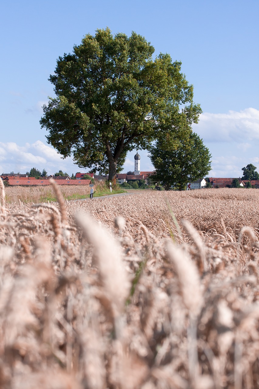 cereals staple food grain free photo